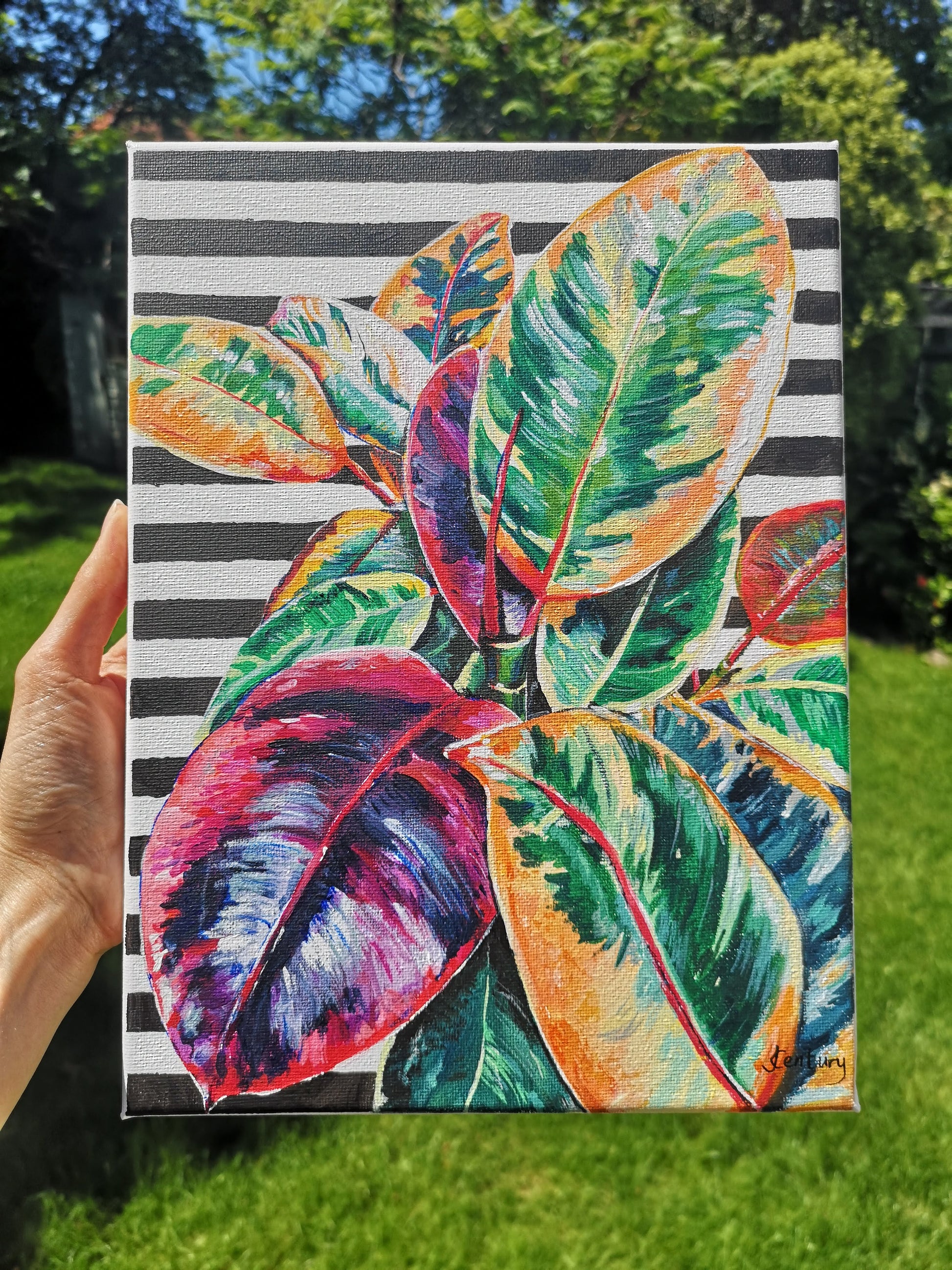 Botanical art - original canvas painting of Rubber Fig Plant by Judy Century. Shown outside in the garden