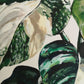Close up on Cheese plant leaf from Variegated Monstera Plant on stripes painting by Judy Century Art