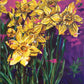 Contemporary vibrant daffodil painting by Judy Century Art. Semi Abstract painting featuring colourful yellow, purples and pinks