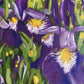 Acrylic Painting  Details brushstrokes Iris Field Landscape, abstract art, purple, green, yellow, white paint, judy century, original canvas painting, close up