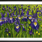 Iris landscape acrylic painting in expressive style. Bold purple, yellow, white, green with leaves and flowers. Framed in black by Judy Century Art.