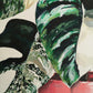 close up of acrylic plant painting by Judy Century of a variegated monstera plant